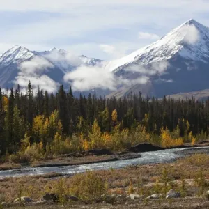 Quill Creek, Indian summer, leaves in fall colours, autumn, St. Elias Mountains, Kluane National Park and Reserve behind, Yukon Territory, Canada