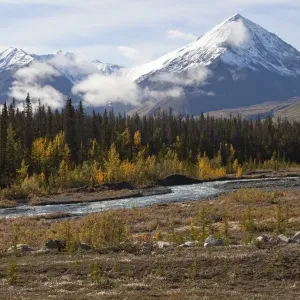 Quill Creek, Indian summer, leaves in fall colours, autumn, St. Elias Mountains, Kluane National Park and Reserve behind, Yukon Territory, Canada
