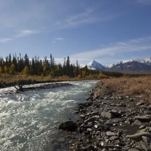 Quill Creek, Indian summer, leaves in fall colours, autumn, St. Elias Mountains, Kluane National Park and Reserve behind, Yukon Territory, Canada