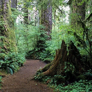 Quinault Rainforest, Washington, USA