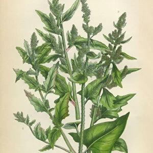 Quinoa, Goosefoot, Amaranth, Root, Beet, Chenopodium, Victorian Botanical Illustration