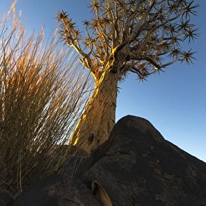 Quiver Tree (Aloe dichotoma) lit up in gold, Quiver Tree Forest, Keetmanshoop, Namibia