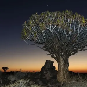 Quiver Tree Forest Night Scene Print Quiver Tree Forest Night Scene Print