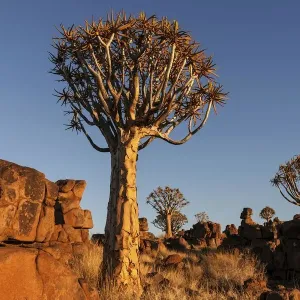 Quiver Tree Forest Blooming Print Quiver Tree Forest Blooming Print