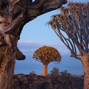 Quivertree forest in Keetmanshoop, Namibia