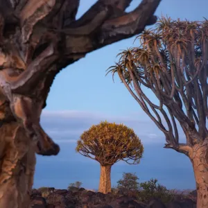 Quivertree forest in Keetmanshoop, Namibia Quivertree forest in Keetmanshoop, Namibia