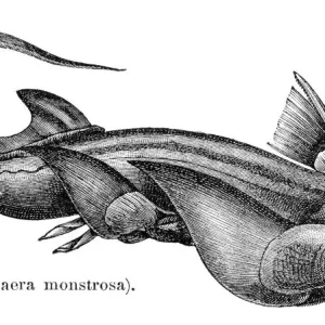 Rabbit fish engraving 1897 Rabbit fish engraving 1897
