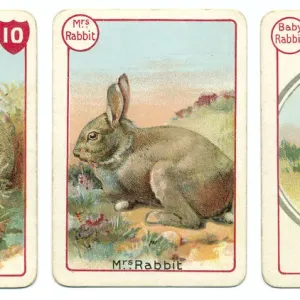 Three rabbits playing cards Victorian print Three rabbits playing cards Victorian print