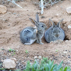 Rabbit scratching itself with the leg near his burrow ( Species Oryctolagus cuniculus. )