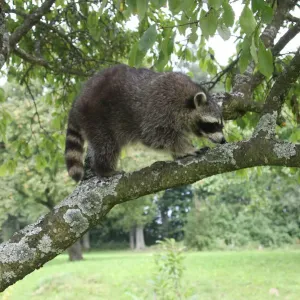 Raccoon (Procyon lotor) in a plum tree, Mecklenburg-Western Pomerania, Germany, Europe Raccoon (Procyon lotor) in a plum tree, Mecklenburg-Western Pomerania, Germany, Europe