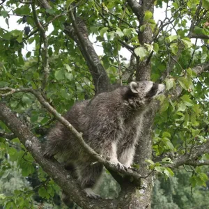 Raccoon (Procyon lotor) in a plum tree, Mecklenburg-Western Pomerania, Germany, Europe Raccoon (Procyon lotor) in a plum tree, Mecklenburg-Western Pomerania, Germany, Europe
