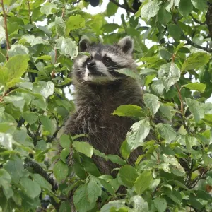 Raccoon (Procyon lotor) in a plum tree, Mecklenburg-Western Pomerania, Germany, Europe Raccoon (Procyon lotor) in a plum tree, Mecklenburg-Western Pomerania, Germany, Europe
