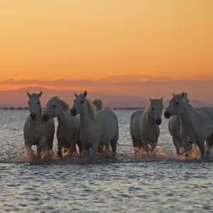 Should we do a race to shore Should we do a race to shore