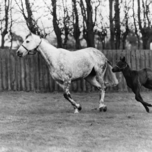 Racehorse And Colt