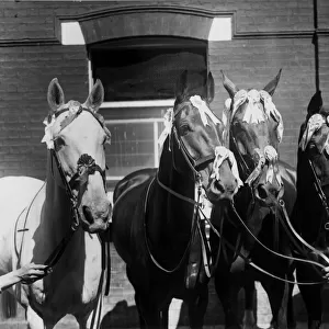 Four Racehorses