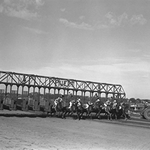 Racehorses coming out of starting gate, (B&W)