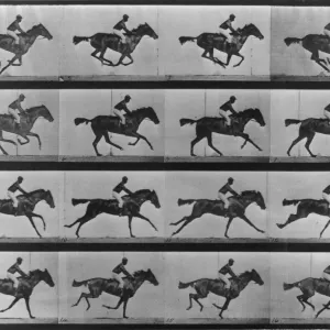 Print of a Horse in Full Gallop Print of a Horse in Full Gallop