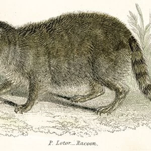 Racoon engraving 1803