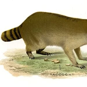 Racoon lithograph 1897