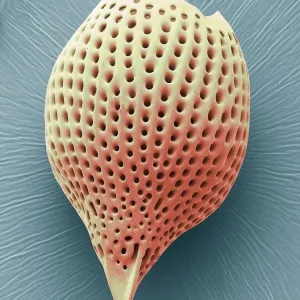 Radiolarian, SEM Radiolarian, SEM