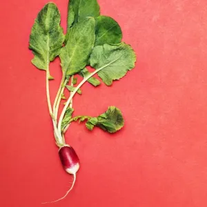 Radish with Leaves Print Radish with Leaves Print