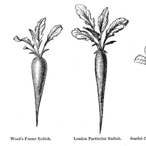 Radish vegetable engraving 1874