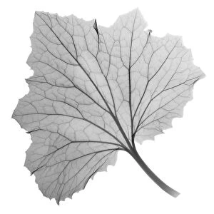 Ragwort leaf (Pericallis sp. ), X-ray