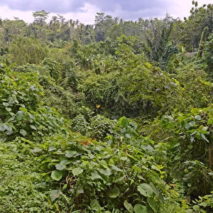 Rain forest in Ubud Monkey Forest, Ubud, Bali, Indonesia