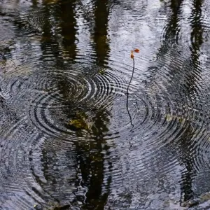 Rain ripples Rain ripples