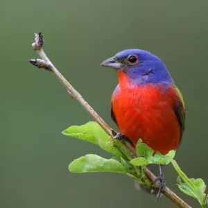 Rainbow Boy Print: A Springtime Pear Tree Perch of the Painted Bunting Rainbow Boy Print: A Springtime Pear Tree Perch of the Painted Bunting