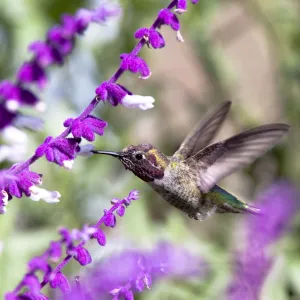 Rainbow Hummingbird