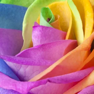 Rainbow Rose Print, a vibrant close-up