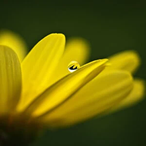 raindrop on a yellow daisy