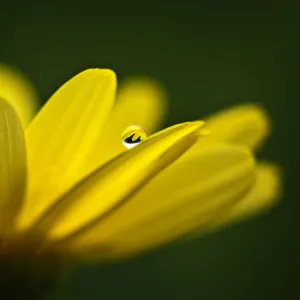 raindrop on a yellow daisy