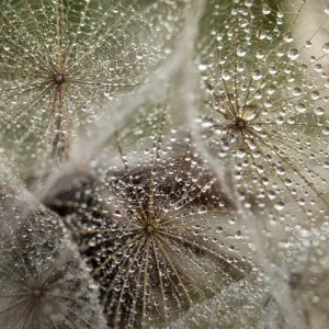 raindrops on goats beard