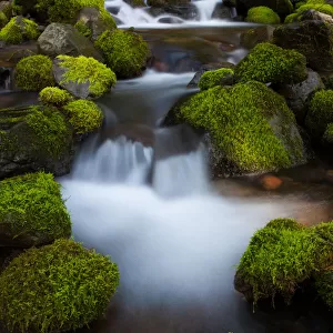 Rainforest stream, Olympic National Park, Washington