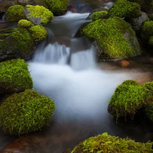 Rainforest stream, Olympic National Park, Washington