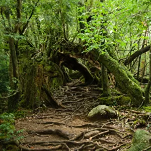 Rainforest trail, Yakushima Island, Japan