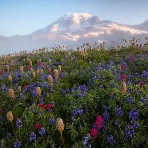 Mount Rainier Wildflower Print
