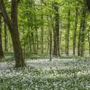 Ramsons in English Woodland Ramsons in English Woodland