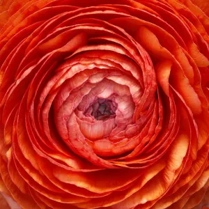 Ranunculus Ranunculus