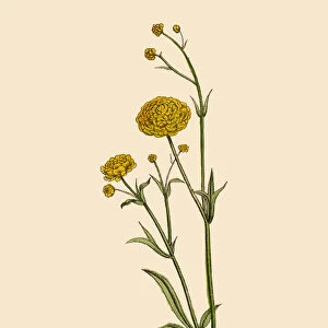 Ranunculus or Buttercup Plants, Victorian Botanical Illustration