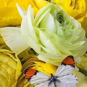 Ranunculus and butterfly