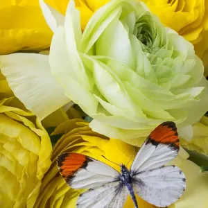 Ranunculus and butterfly Ranunculus and butterfly