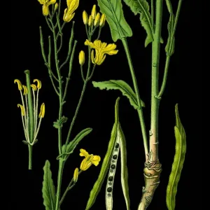 Rapeseed Antique Print of Medicinal Plant Rapeseed Antique Print of Medicinal Plant