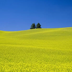 Rapeseed (Brassica napus) field with blue sky, Palouse farm, Washington State, USA