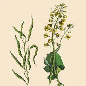 Rapeseed, Root Crops and Vegetables, Victorian Botanical Illustration
