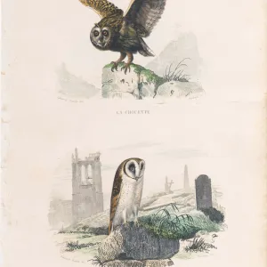 Very Rare engraving with owls, Buffon, 1838