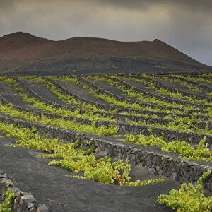 Rare rain clouds, worldwide unique viniculture, vines growing in dry pits on volcanic ash, lava, wine growing region of La Geria, Lanzarote, Canary Islands, Spain