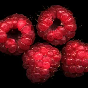 The four raspberries The four raspberries